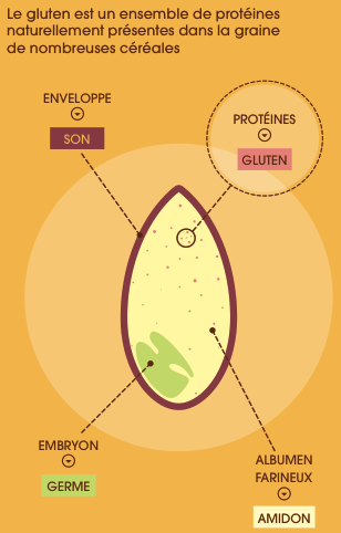 Le Gluten - Fédération des boulangers du Maine et Loire